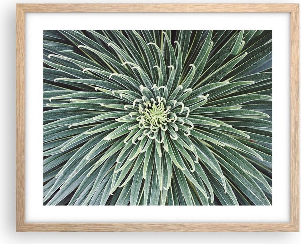 Gerahmtes Poster - Rahmen in heller Eiche - Agave Grün Pflanze - 50x40 cm - Wand Bild - Wanddeko - Wandbilder - Kunstposter - Wandposter - Bilderr...