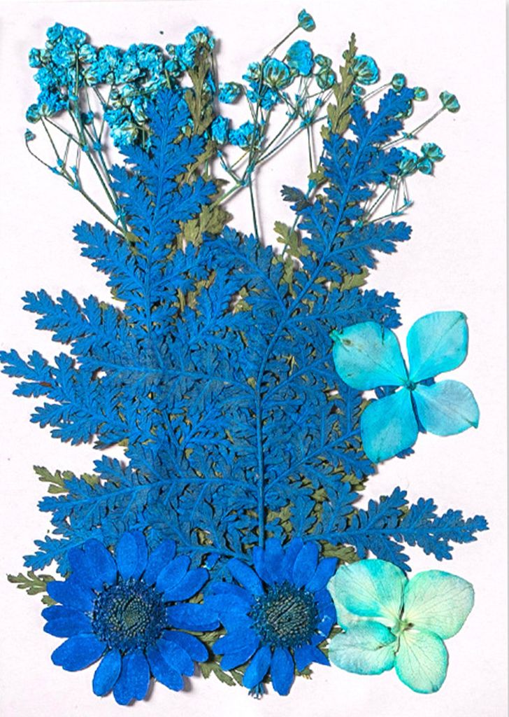 10 Stück gepresste Trockenblumen, flach, echte getrocknete Blüten, ganz natürlich gefärbte Trockenblumen für Heimwerker, Basteln, Scrapbooking...