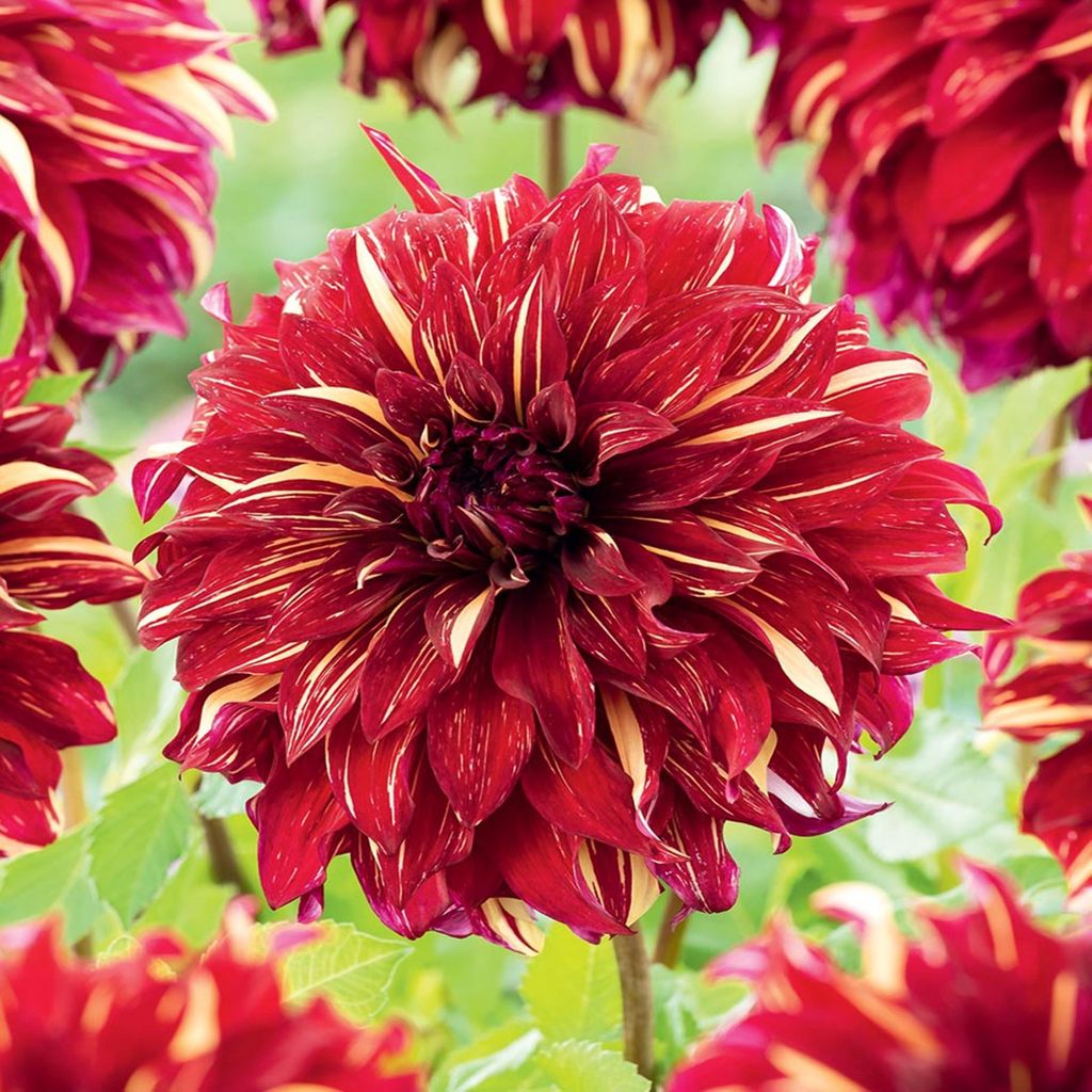 Dalia Bohemian Spartacus 1 pz. Dalia a piatto, tuberi da Immagine del prodotto 