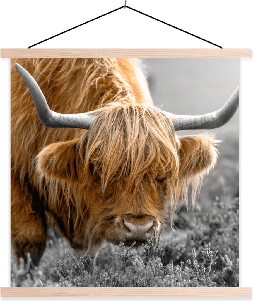 MuchoWow Textilposter Scottish Hochlandrind - Pflanzen - Schwarz - Weiß 120x120 cm mit holzfarbenen Rahmen - Textil-Poster