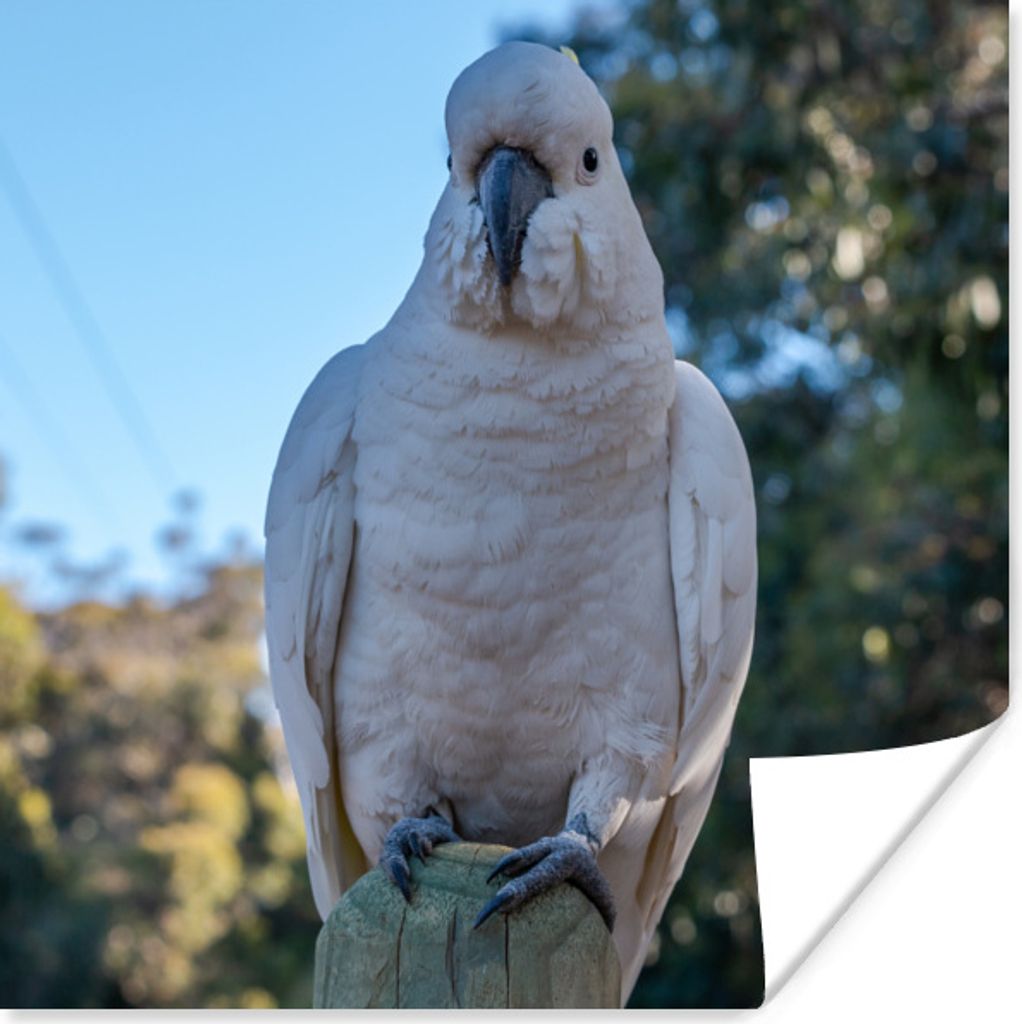 MuchoWow Poster Ein weißer Kakadu schaut direkt in die Kamera 75x75 cm - Wand Dekoration