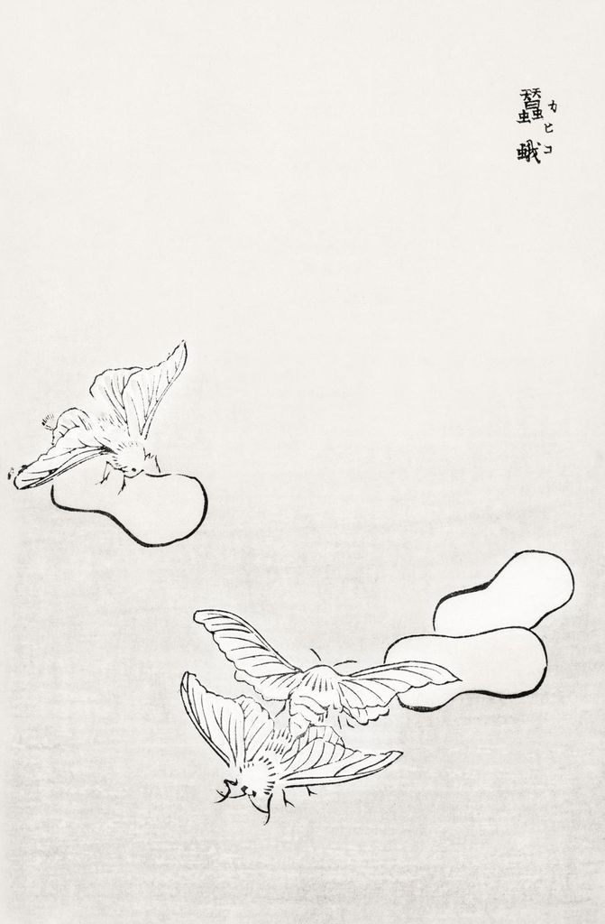 Plakat 56,6x86,4cm Motten Illustration Morimoto Toko Japanisch Vintage für das Wohnzimmer