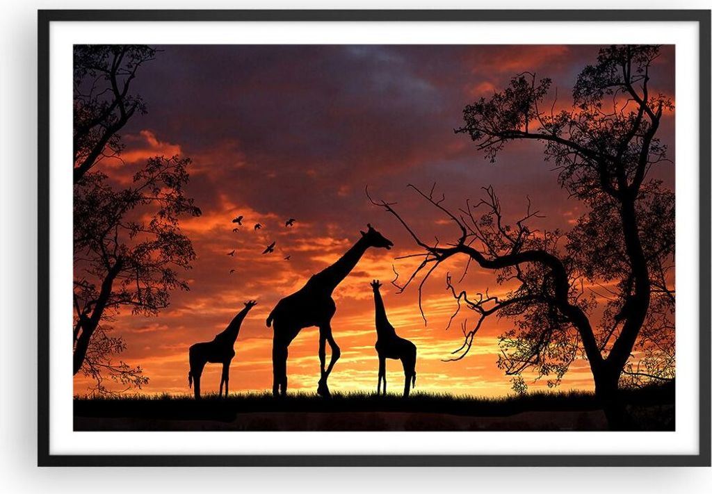 Gerahmtes Poster - Schwarzer Rahmen - Giraffe Afrika Sonne Safari - 91,5x61 cm - Wand Bild - Wanddeko - Wandbilder - Wandposter - Bilderrahmen - Bi...