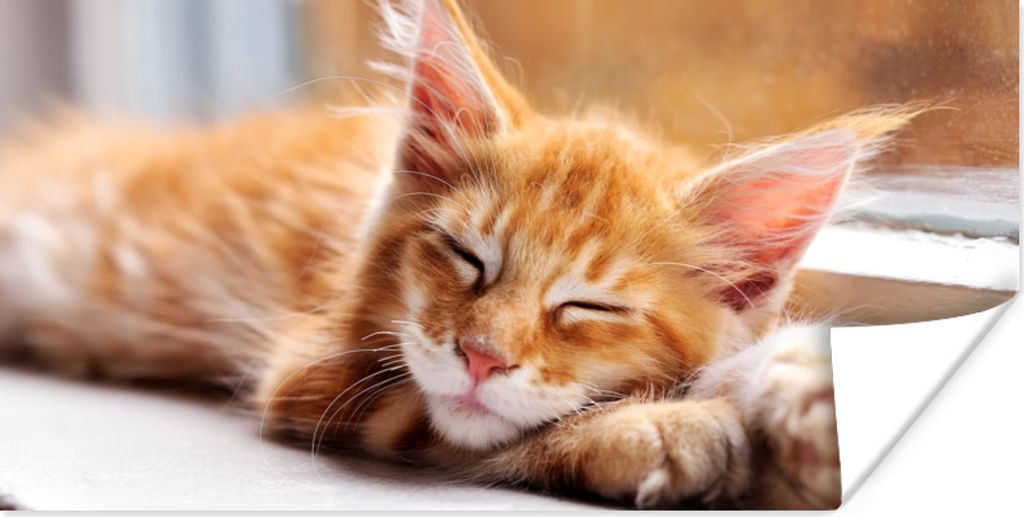 MuchoWow Poster Orangefarbene Maine Coon Katze liegt auf der Fensterbank 120x60 cm - Bild