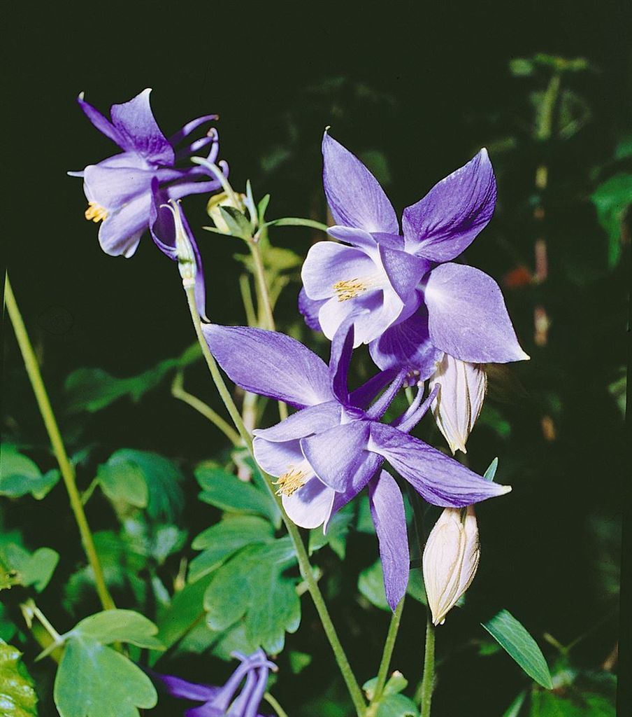 Aquilegia alpina, Alpen-Akelei, blau, ca. 9x9 cm Topf Produktbild 