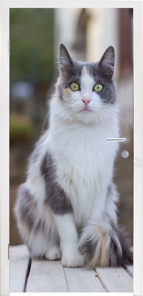 MuchoWow Türtapete Selbstklebende Türfolie Katze - Porträt - Tisch - Mädchen - Kinder - Jungen 85x215 cm Türposter Türaufkleber Klebefolie ...