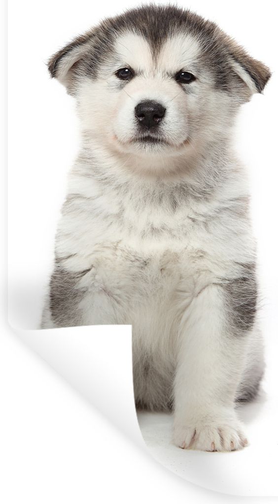 MuchoWow Wandtattoo Wandsticker Wandaufkleber Husky-Welpe auf weißem Hintergrund 80x160 cm Selbstklebend und Repositionierbar - Sticker - Dekorf...