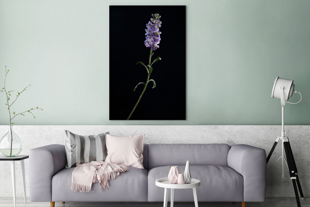 OneMillionCanvasses - Leinwandbilder - 90x140 cm, Ein Veilchen auf schwarzem Hintergrund, Wandbilder Kunstdruck Wanddekoration - Foto auf Leinwan...