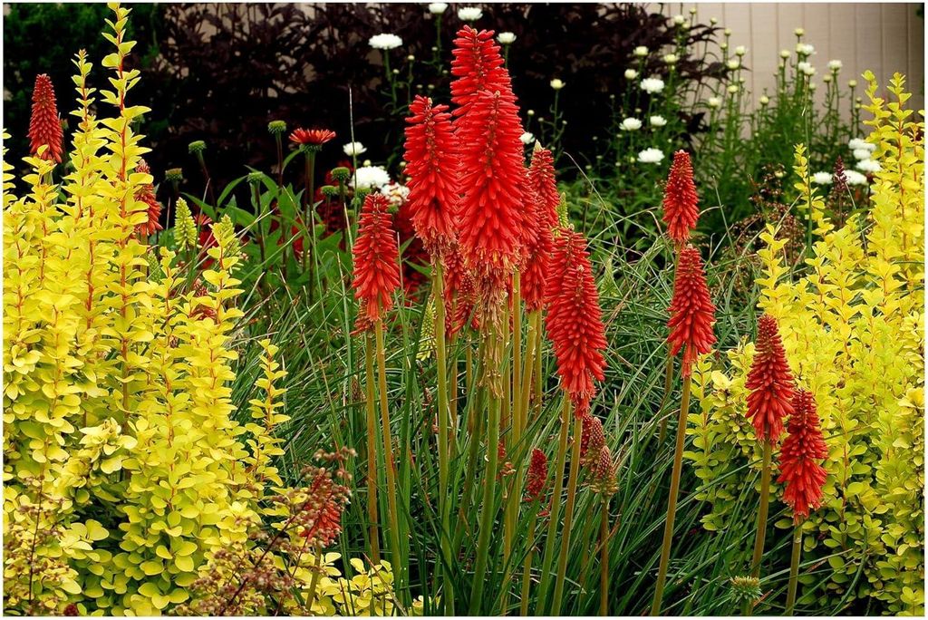 Stauden Gänge 5 x Kniphofia ‘Redhot Popsicle’ - Fackellilie Rot - Rote Flammen, die den Garten erhellen - Dauerblüher / Bienenfreundlich