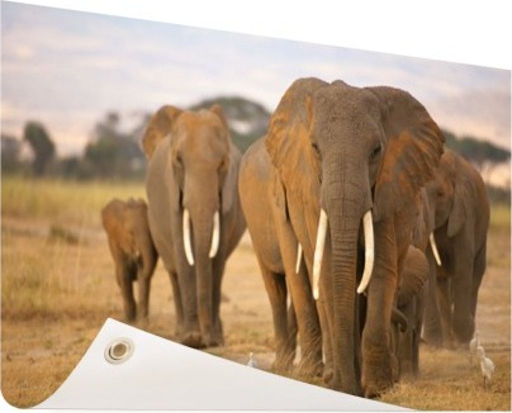 Gartenposter - 120x80 cm - Elefantenfamilie - Modernes Elefanten Bilder - Wilde Tierposter