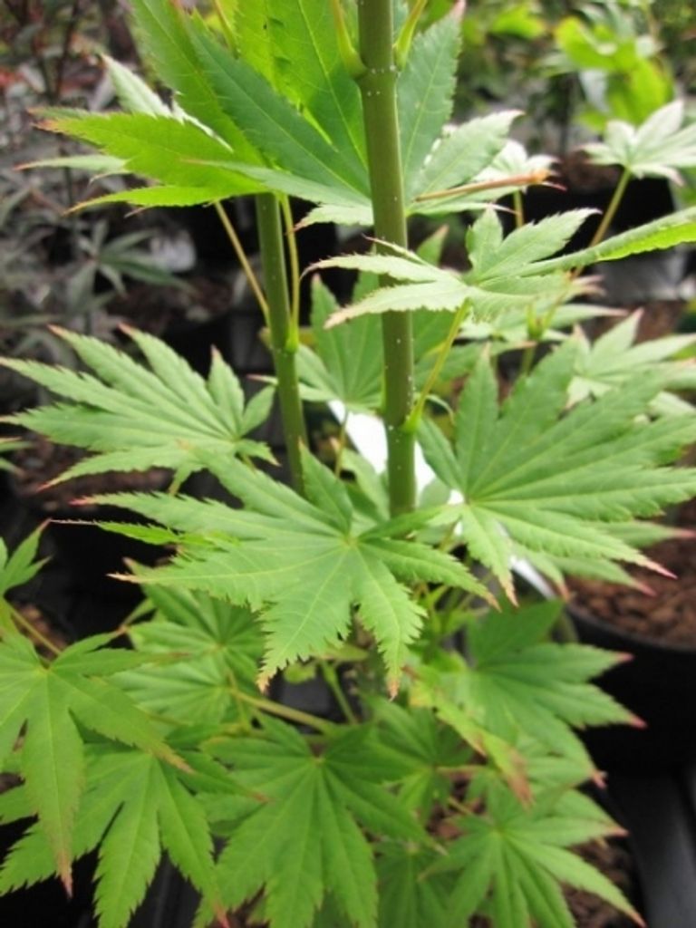 Ahorn shirasawanum Jordan - Japanischer Fächerahorn 40-60cm