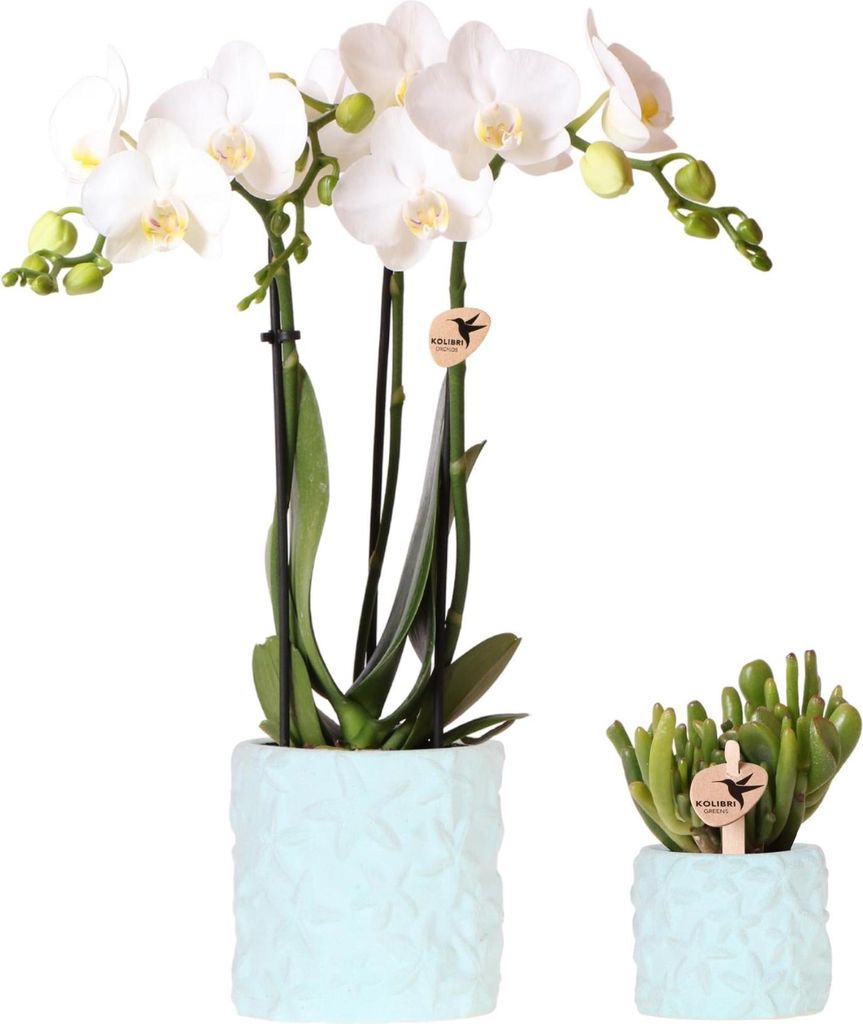 Pflanzenset Star Fish Blau – Weiße Phalaenopsis Orchidee & Sukkulente – inkl. stilvolle Keramik-Ziertöpfe – Geschenkidee – dekorativ & pf...
