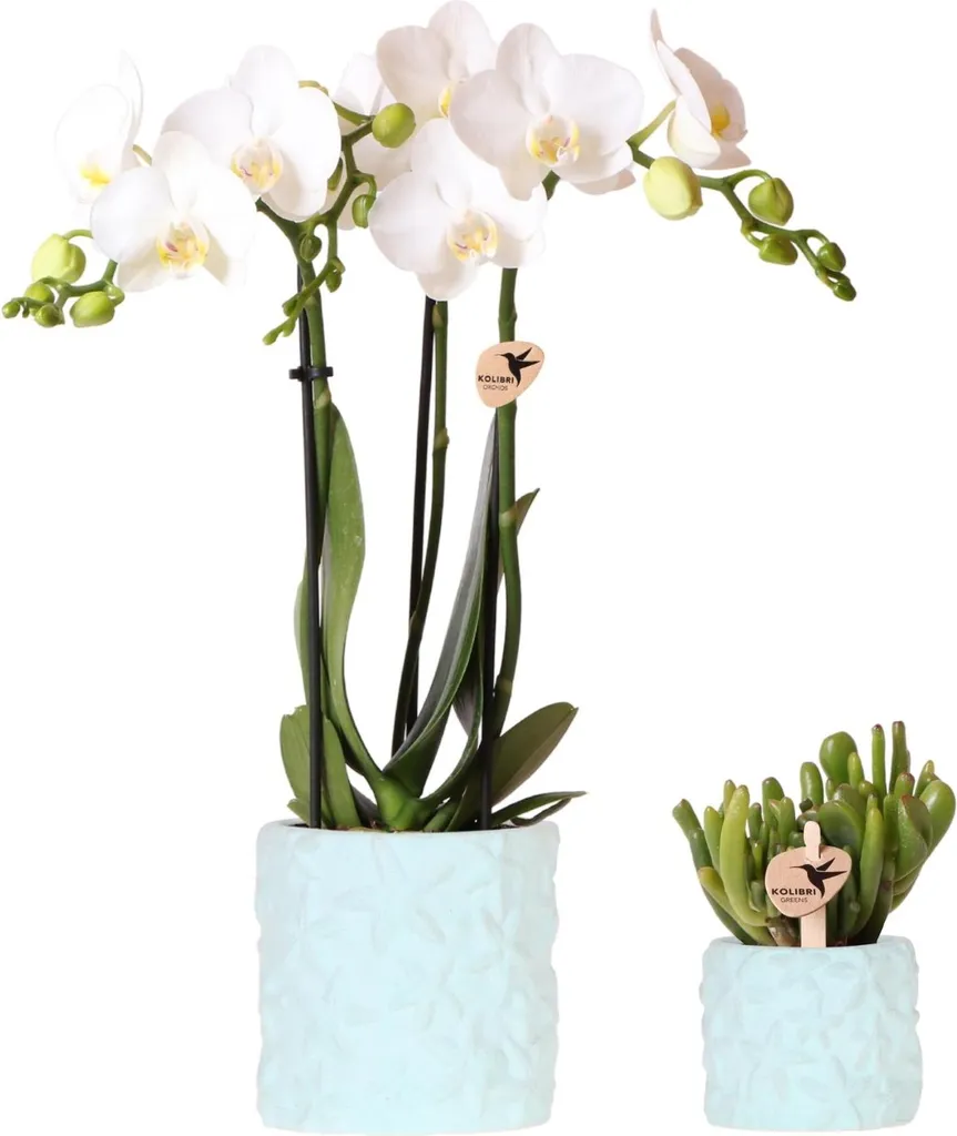 Composition de plantes d'intérieur : orchidée et succulente en pots bleus