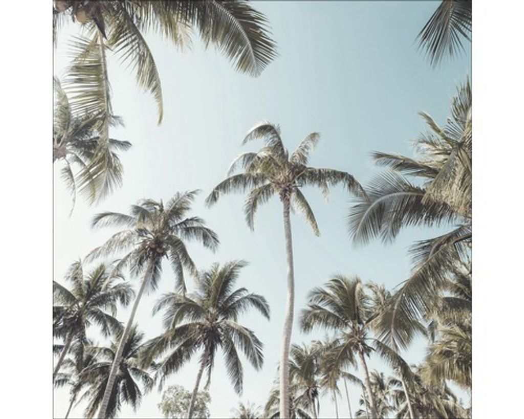 Leinwandbild Palms On Beach II 27x27 cm