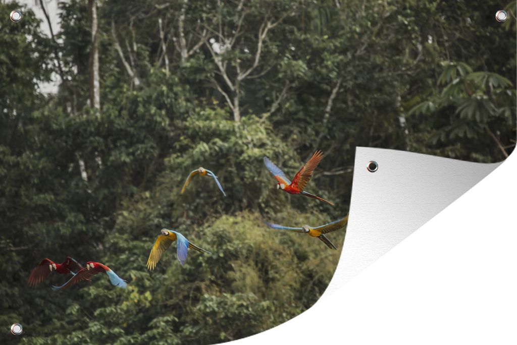 MuchoWow 120x80 cm Outdoor-Poster Gartendeko Sichtschutz Garten Poster für den Garten Papageien - Fliegen - Wald