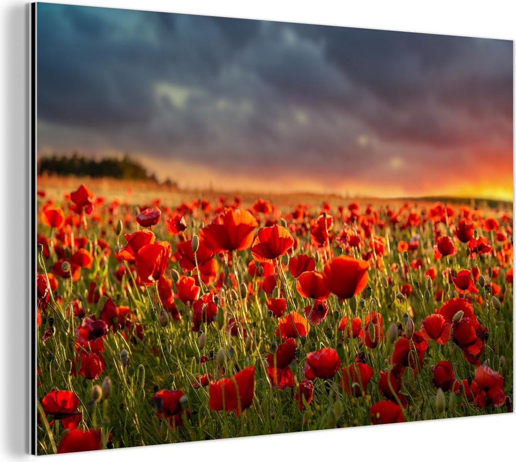 MuchoWow Wanddekoration Metall Metallbild Wandkunst 30x20 cm Sonnenuntergang - Mohnblumen - Rot - Blumen - Feld - Natur MuchoWow Aluminium Gemälde...
