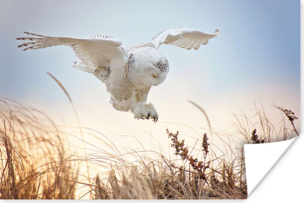 MuchoWow Poster Schneeeule landet auf einer Sanddüne 30x20 cm - Plakate - Print
