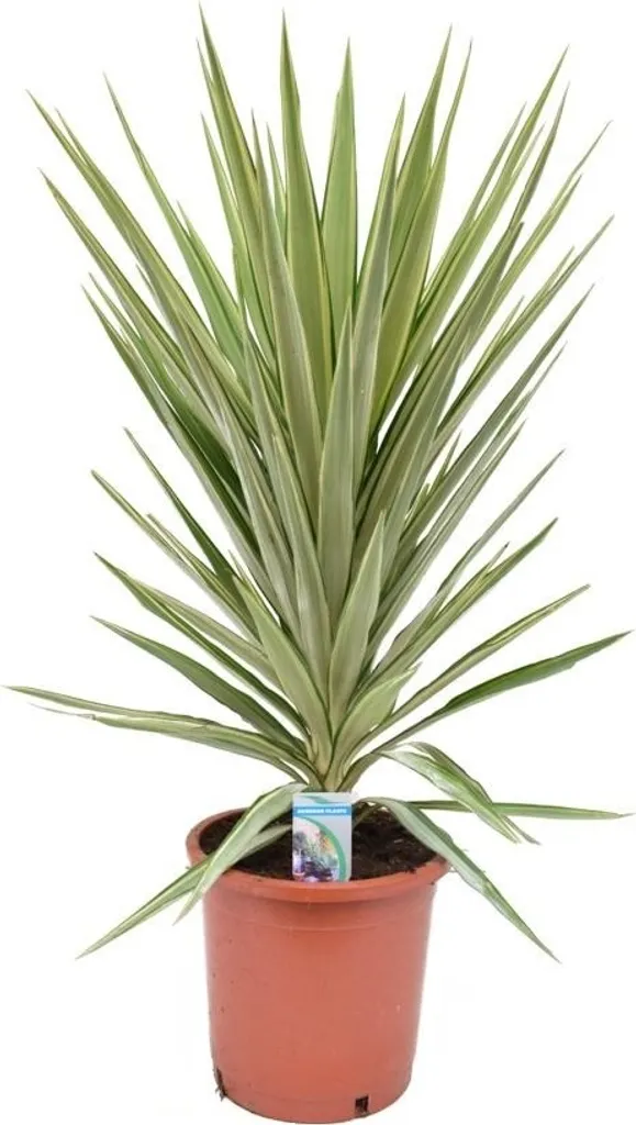 Yucca Jewel Géant 2m - Feuillage Panaché et Tronc Robuste Déco Intérieur