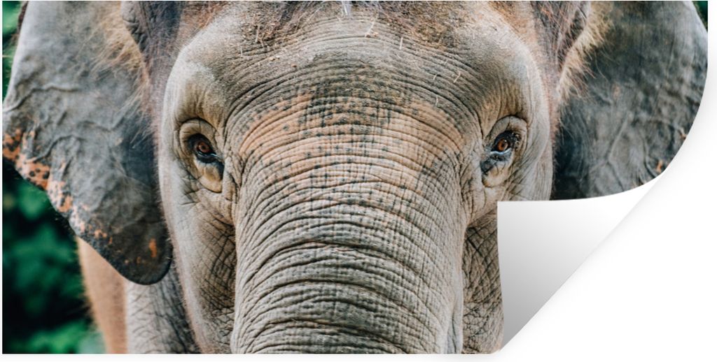 MuchoWow Wandtattoo Wandsticker Wandaufkleber Elefant - Porträt - Tiere - Grau 80x40 cm Selbstklebend und Repositionierbar - Aufkleber