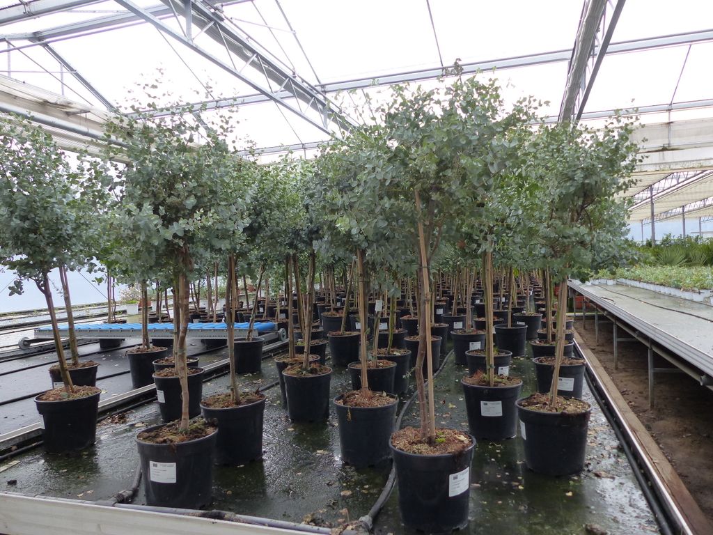 Eucalyptus Stamm Eukalyptusbaum, 90 - 120 cm, Pflanze Produktbild 8