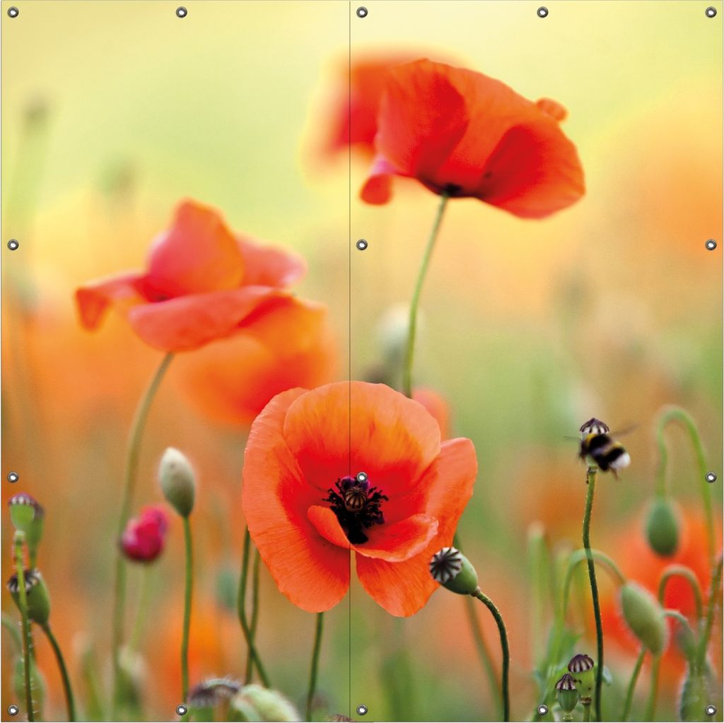 Wallario Outdoor-Poster für Garten oder Balkon, Motiv Mohnblumenblüten, in ca. 180 x 180 cm