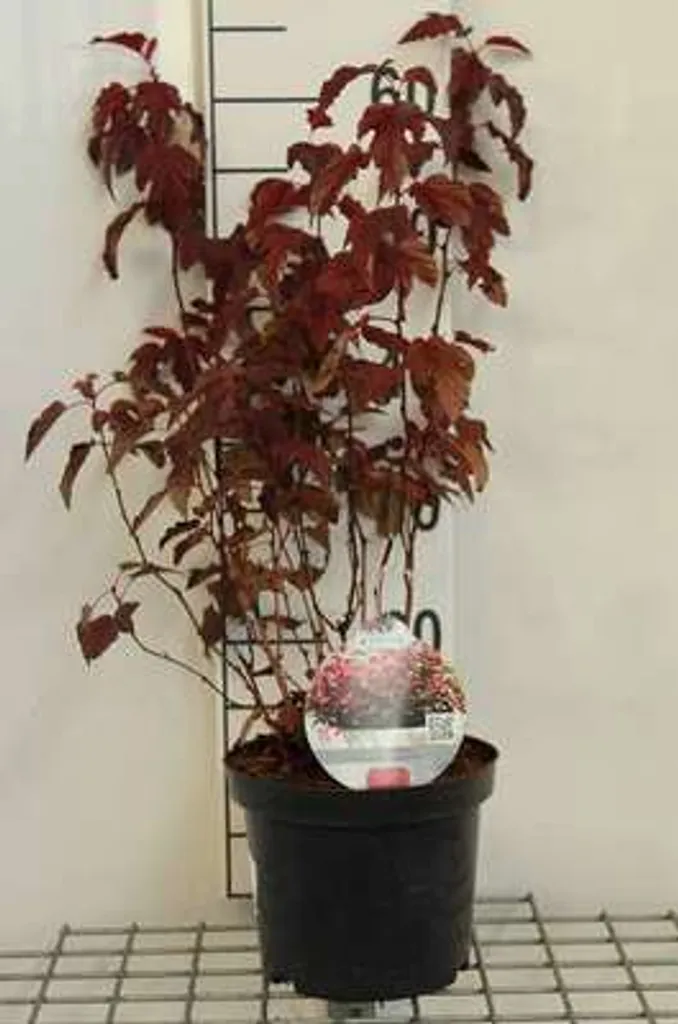 Physocarpus opulif. 'Little Angel' - Viorne faisane 40-50 cm en conteneur