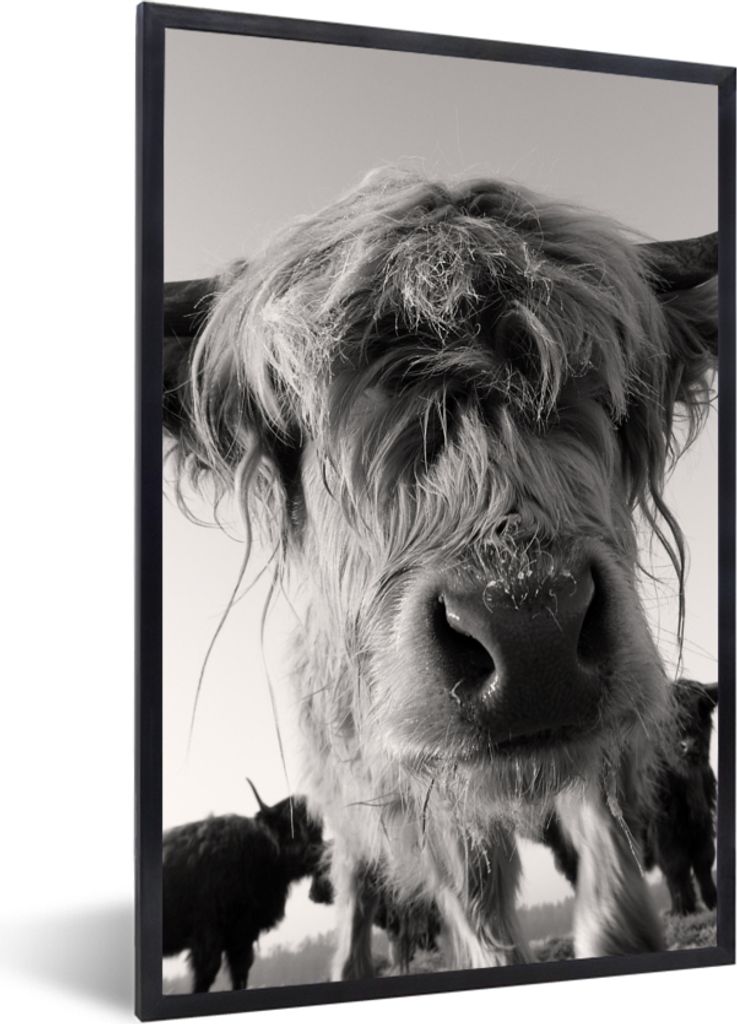 MuchoWow Gerahmtes Poster Schottischer Highlander - Schwarz - Weiß - Tiere 40x60 cm - Poster mit Schwarzem Bilderrahmen Wandposter Rahmen Foto B...