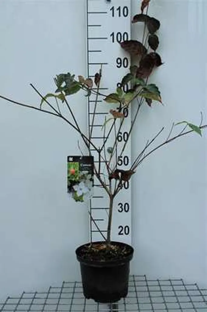 Cornus kousa China Girl - Cornouiller chinois 50-60 cm en conteneur