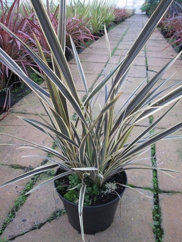 Phormium tenax Alison Blackman - Neuseelandflachs - Harakeke Flax - immergrün