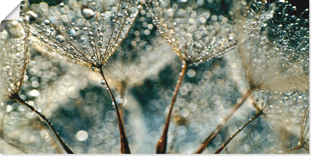ARTland Poster Pusteblume Regenschauer Größe: 100x50 cm