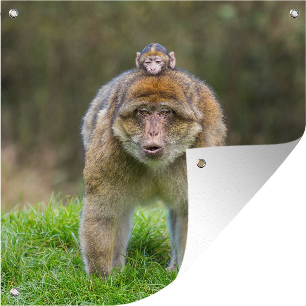 MuchoWow 100x100 cm Outdoor-Poster Gartendeko Sichtschutz Garten Poster für den Garten Tier - Affe - Baby