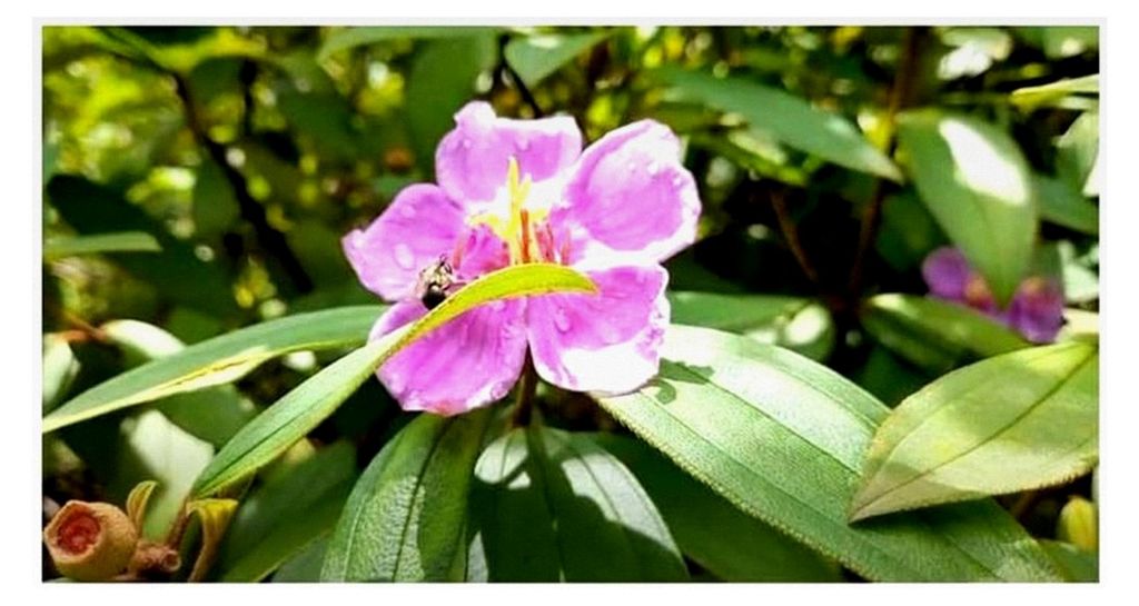 30x Melastoma malabathricum Melastoma denticulatum Garten Pflanzen Samen