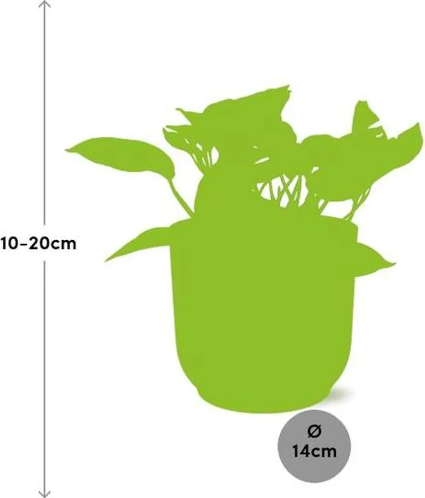 Scindapsus Epipremnum Marble Queen - Plante en pot rose de 14 cm