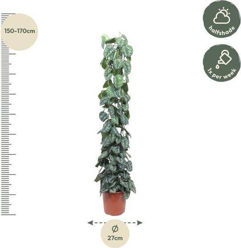 Lierre grimpant – Scindapsus Pictus Trebie – Plante Image du produit 