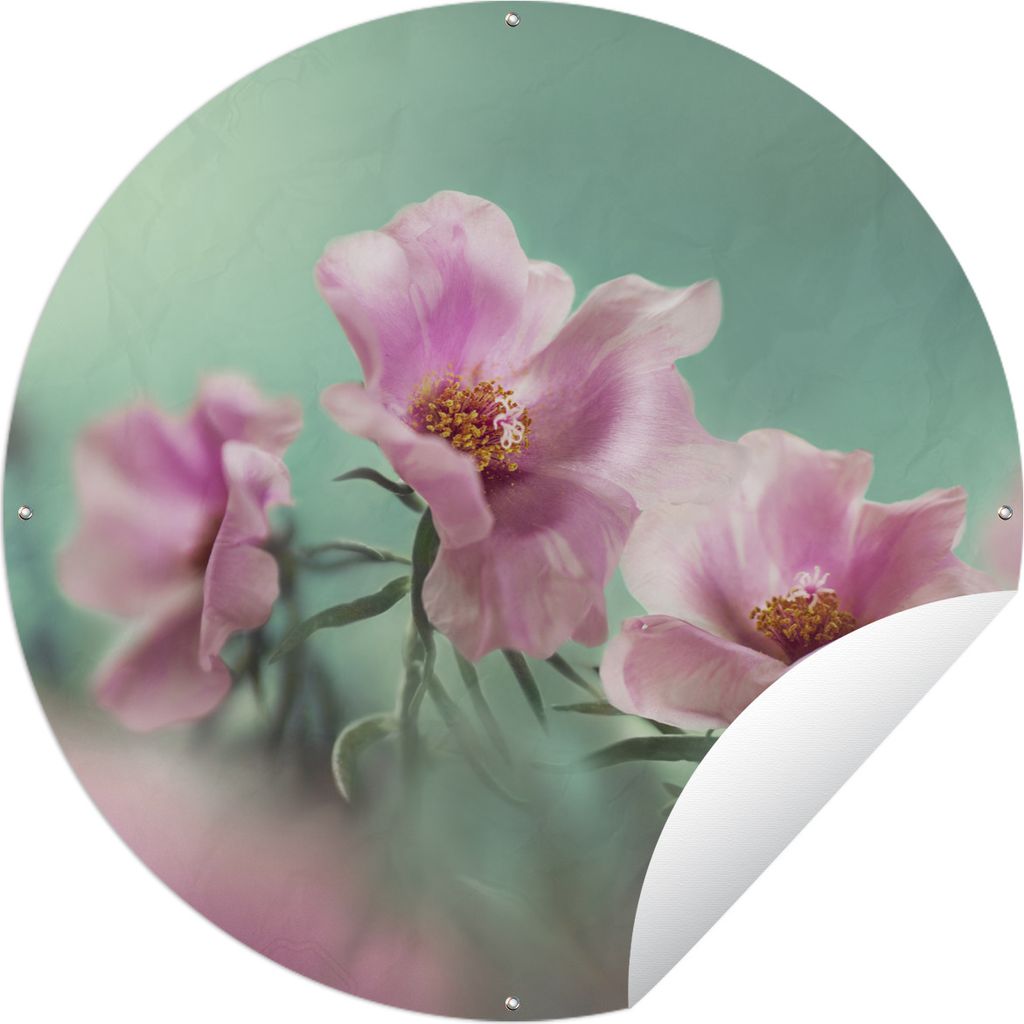 MuchoWow Gartenposter Outdoor-Poster Rund Blätter einer rosa Tulpe mit türkisfarbenem Hintergrund Ø 90 cm Gartendeko Rundes Poster draußen