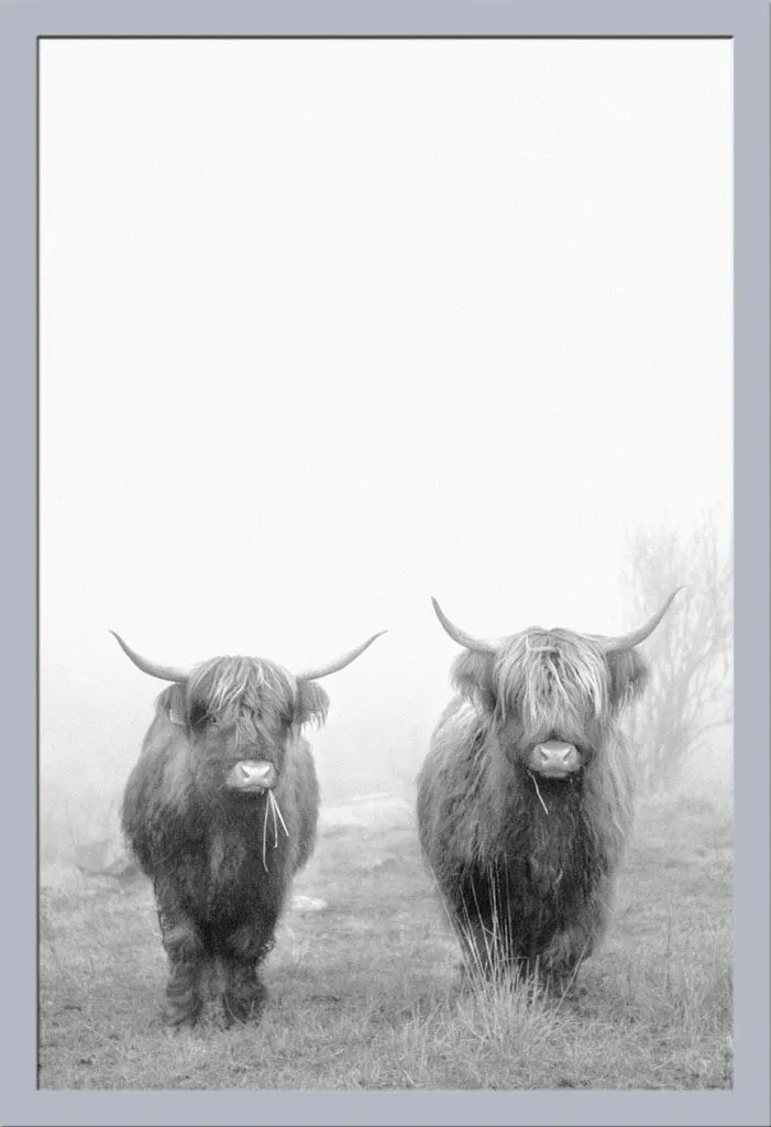 Poster Mucche Highlands con Cornice Shinsuke Maxi Argento 61x91,5