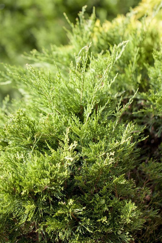 Juniperus pfitzeriana 'Mint Julep', Wacholder, grün, 15–20 cm
