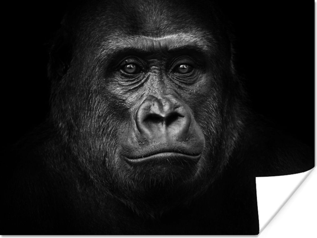 MuchoWow Poster Gorilla - Schwarz - Weiß - Tiere - Porträt 120x90 cm - Wandbild