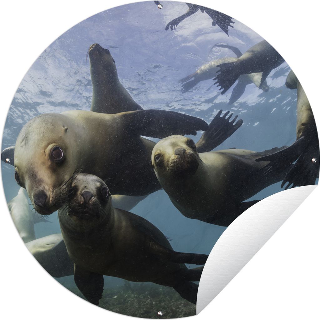 MuchoWow Gartenposter Outdoor-Poster Rund Seelöwe - Wasser - Kamera Ø 150 cm Gartendeko Rundes Poster draußen