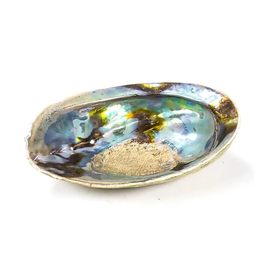 Grand Ormeau Paua Naturel Haliotis Iris - Finition Polie sans Défauts