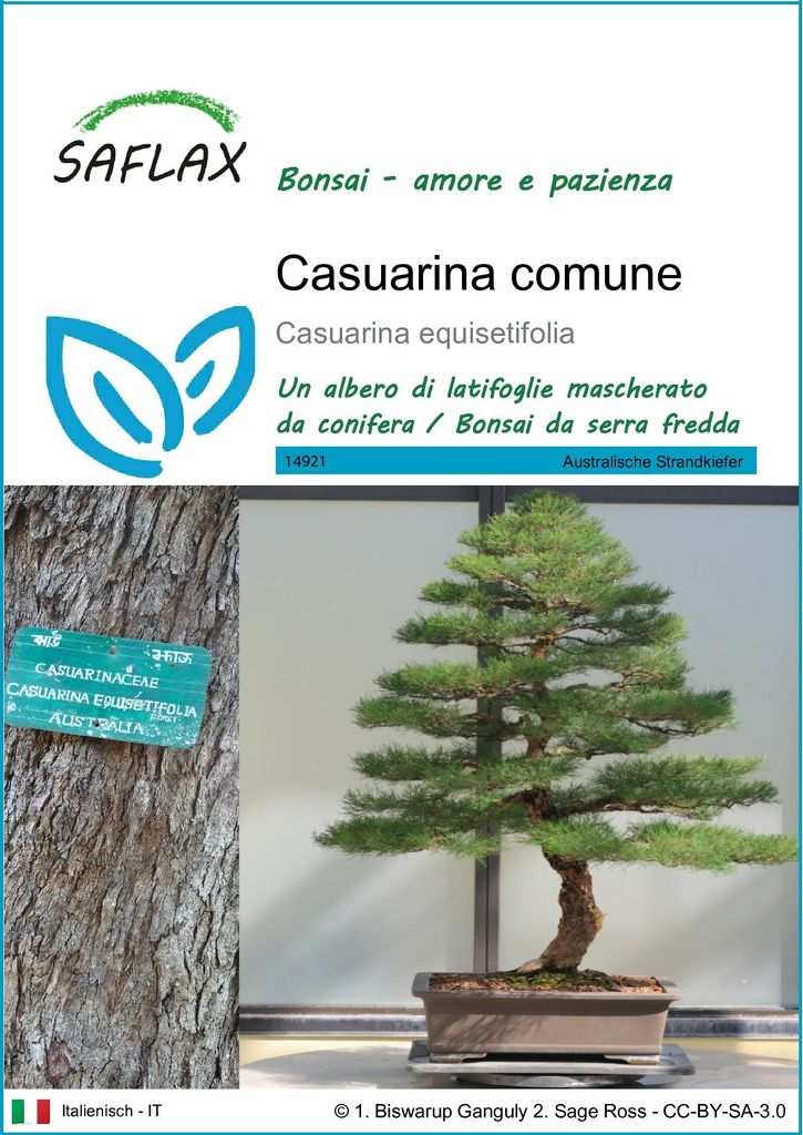 SAFLAX  - Casuarina comune - 200 semi - Casuarina Immagine del prodotto 