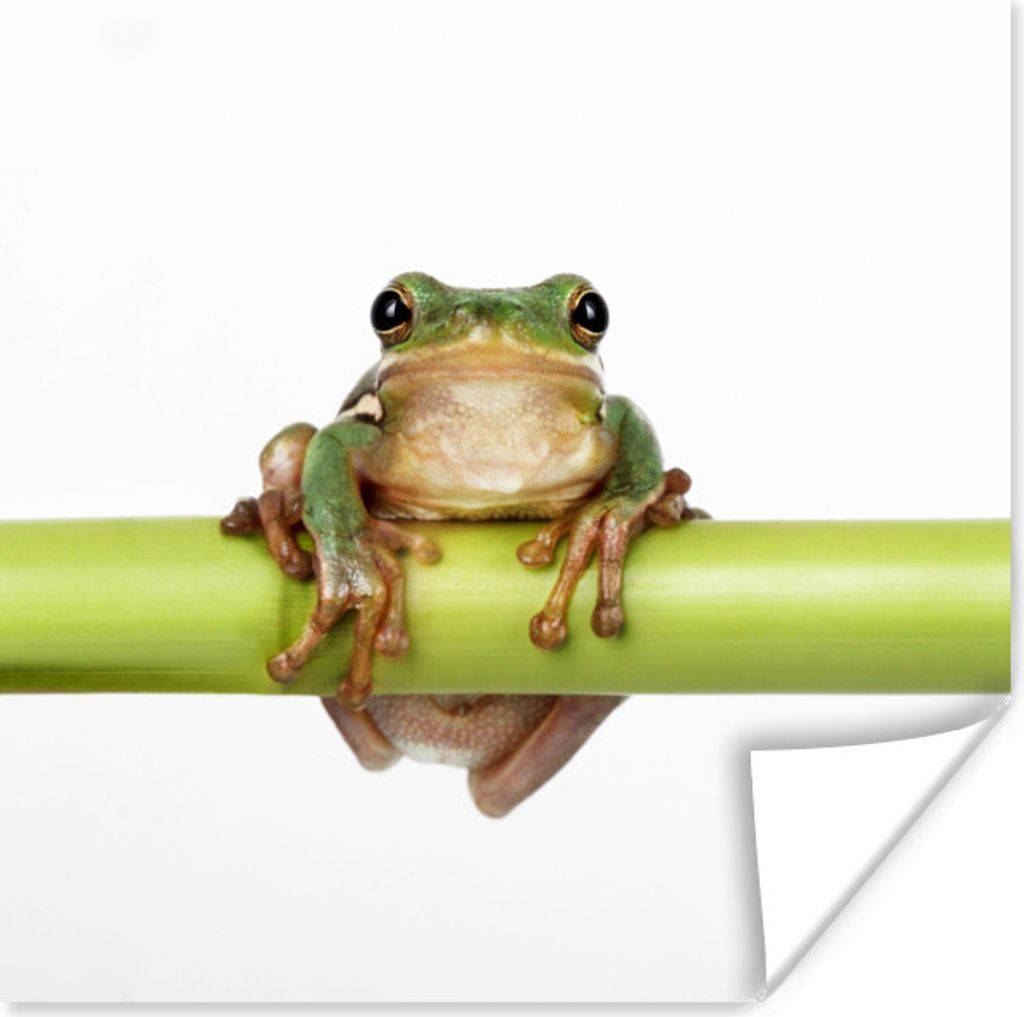 MuchoWow Poster Frosch - Bambus - Weiß 30x30 cm - Wandposter - Printing