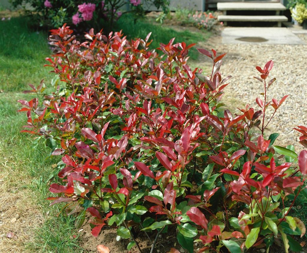 Photinia fraseri 'Red Robin', Glanzmispel, rot, 6080 cm