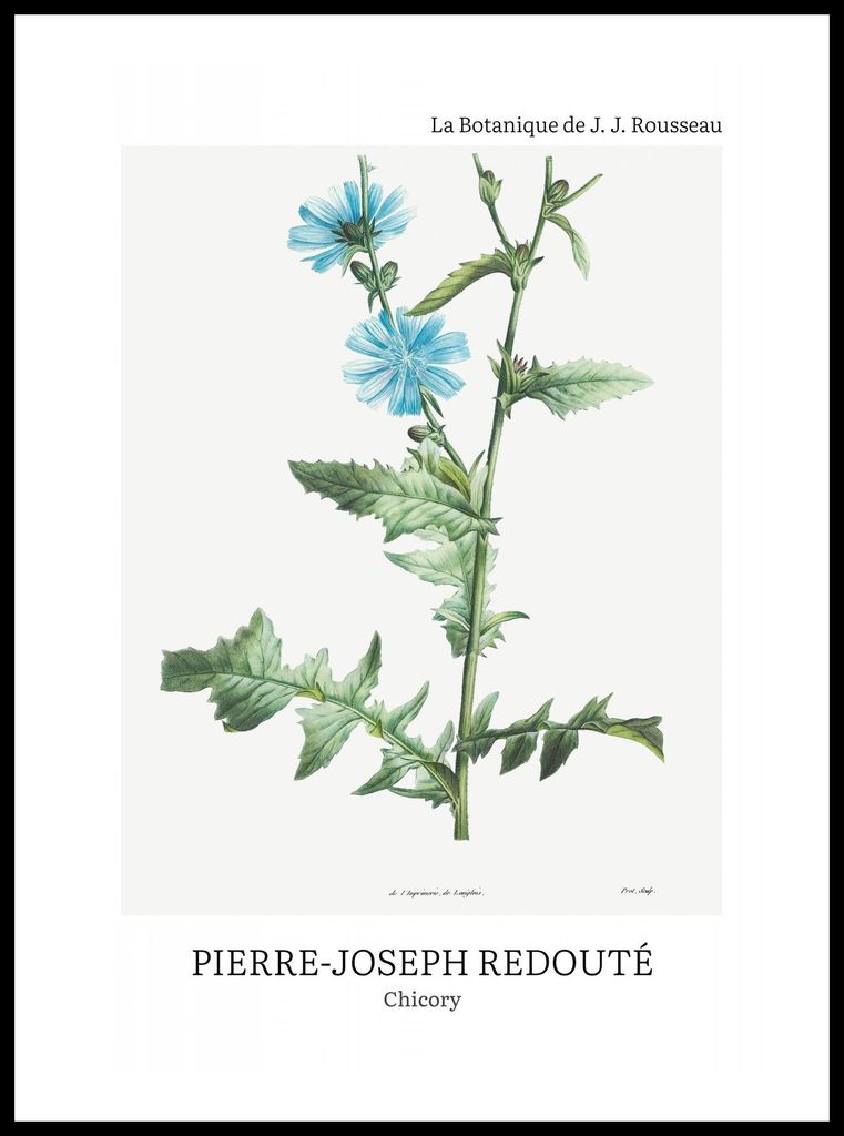 Poster 50x70cm Design Chicory, Redoute Vintage für das Wohnzimmer