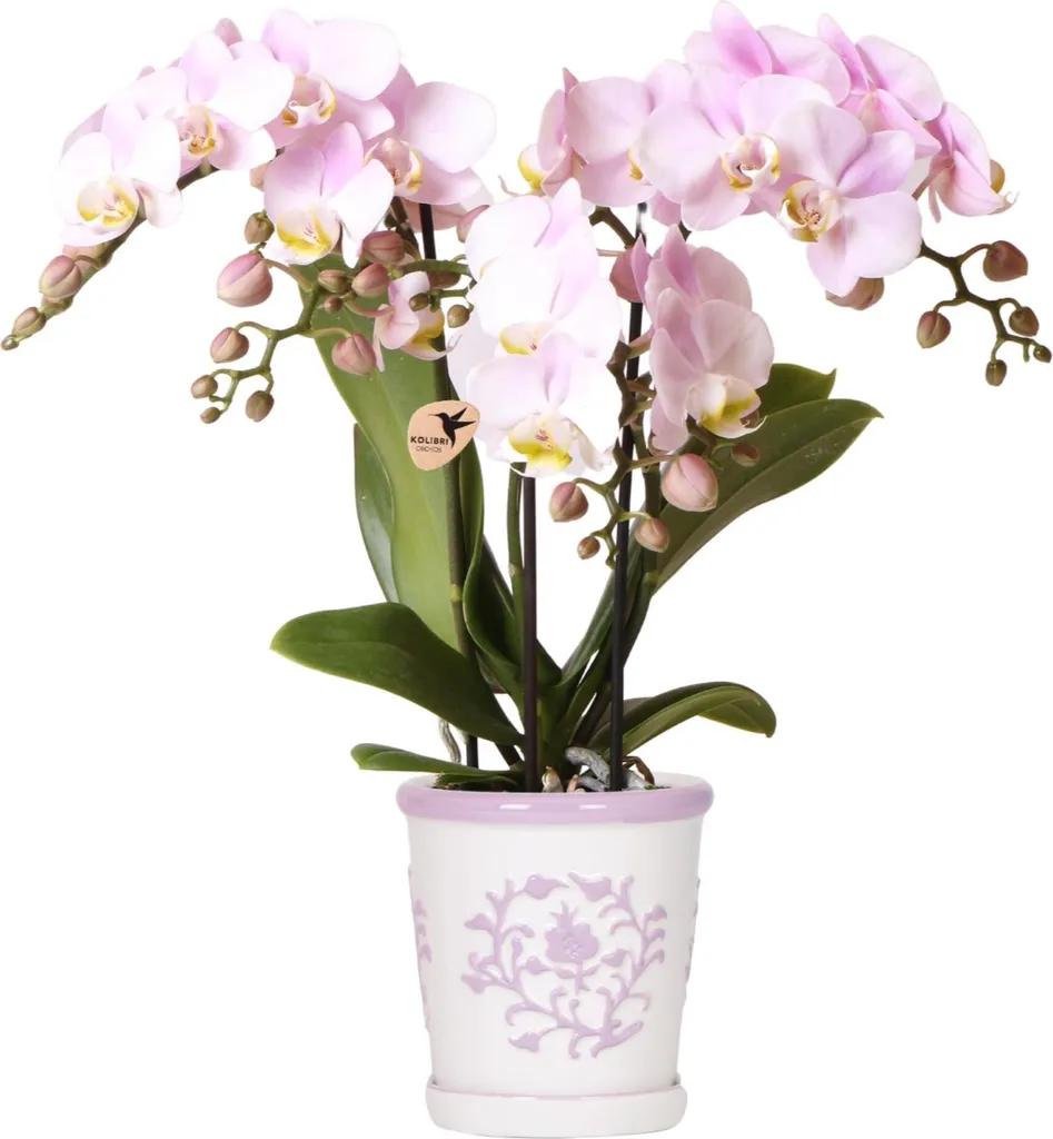 Orchidée Phalaenopsis Portugal Kolibri Rose avec Pot Malaga Rose de 9cm
