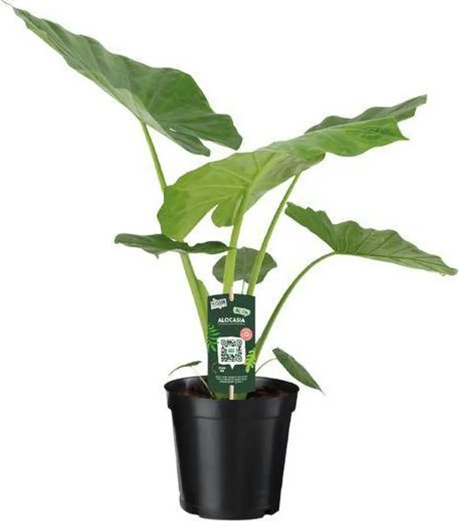 Alocasia macrorrhiza plante verte déco pour salon et bureau lumineux