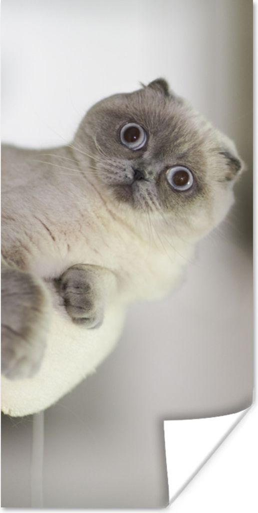 MuchoWow Poster Katze - Tier - Wohnzimmer 80x160 cm - Kinderzimmer