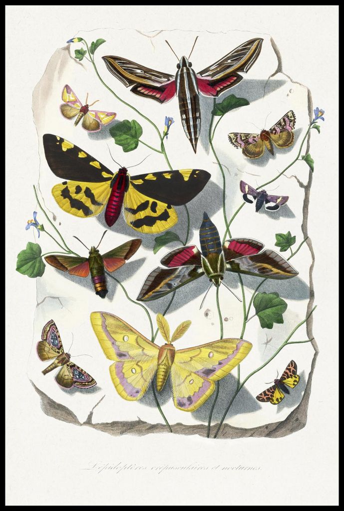 Plakat 61x91,5cm Schmetterlinge und Motten 2, Paul Gervais Vintage für das Wohnzimmer