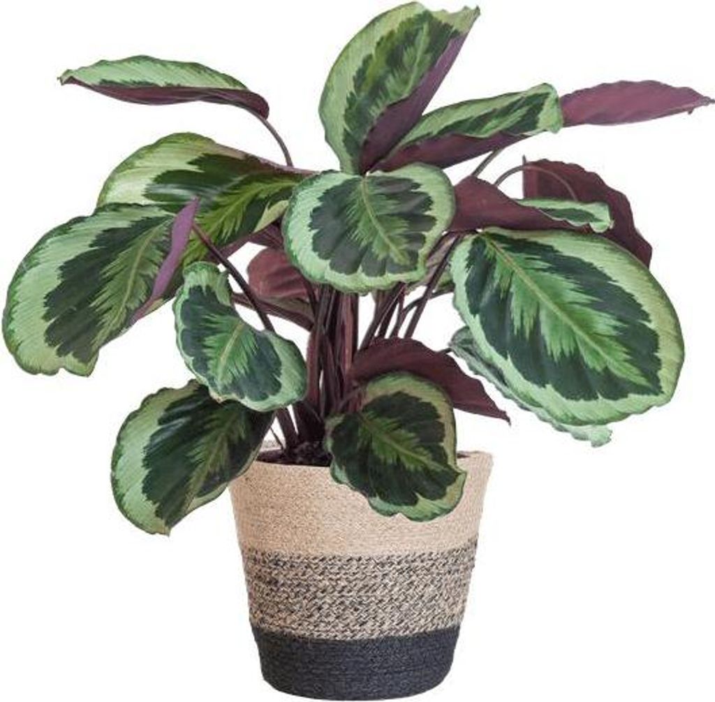 Calathea Medaillon 65cm – Korbmarante Zimmerpflanze Ø21cm im schwarzen Jutekorb Lissabon – tropische Grünpflanze mit dekorativen Blättern