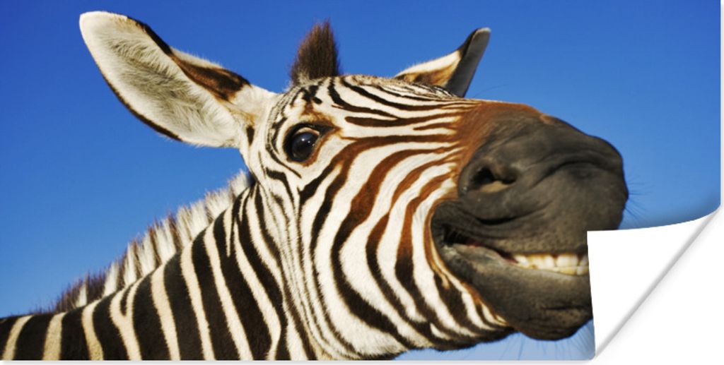 MuchoWow Poster Zebra - Lustig - Kinder - Jungen - Mädchen 160x80 cm - Foto Poster